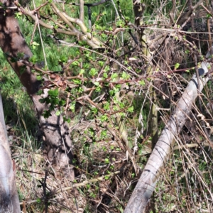 Crataegus monogyna at Majura, ACT - 18 Sep 2023