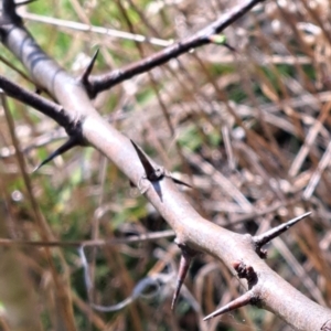 Crataegus monogyna at Majura, ACT - 18 Sep 2023 10:42 AM