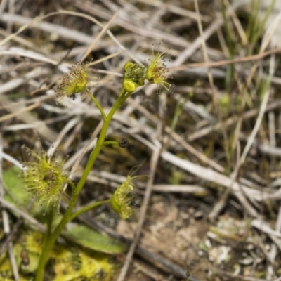 Drosera gunniana (Pale Sundew) at Strathnairn, ACT - 17 Sep 2023 by AlisonMilton