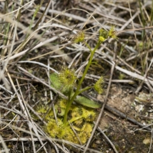 Drosera gunniana at Strathnairn, ACT - 17 Sep 2023