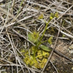 Drosera gunniana at Strathnairn, ACT - 17 Sep 2023