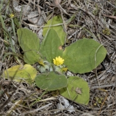 Cymbonotus sp. (preissianus or lawsonianus) (Bears Ears) at Ginninderry Conservation Corridor - 17 Sep 2023 by AlisonMilton