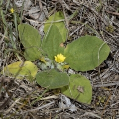 Cymbonotus sp. (preissianus or lawsonianus) at Strathnairn, ACT - 17 Sep 2023