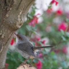 Malurus cyaneus (Superb Fairywren) at Higgins, ACT - 18 Sep 2023 by Untidy