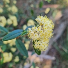 Pomaderris intermedia (Golden Pomaderris) at Canberra Central, ACT - 18 Sep 2023 by WalkYonder