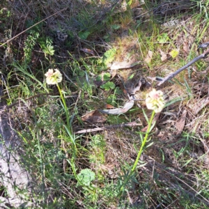 Stackhousia monogyna at Majura, ACT - 18 Sep 2023