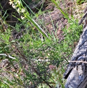 Stackhousia monogyna at Majura, ACT - 18 Sep 2023