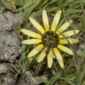 Arctotheca calendula at Strathnairn, ACT - 17 Sep 2023