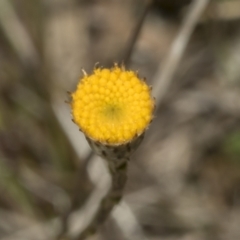 Leptorhynchos squamatus subsp. squamatus (Scaly Buttons) at Ginninderry Conservation Corridor - 17 Sep 2023 by AlisonMilton