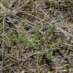 Leptorhynchos squamatus subsp. squamatus at Strathnairn, ACT - 17 Sep 2023