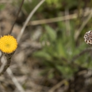 Leptorhynchos squamatus subsp. squamatus at Strathnairn, ACT - 17 Sep 2023