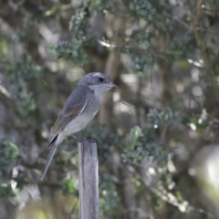 Pachycephala pectoralis (Golden Whistler) at Higgins, ACT - 18 Sep 2023 by Untidy