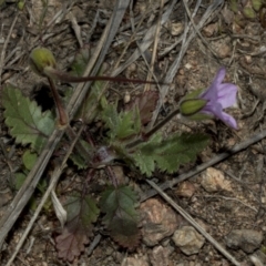 Erodium brachycarpum at Strathnairn, ACT - 17 Sep 2023