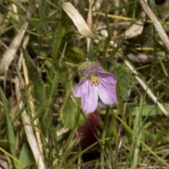 Erodium brachycarpum at Strathnairn, ACT - 17 Sep 2023