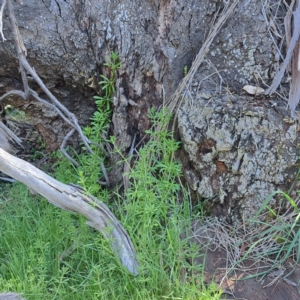 Galium aparine at Watson, ACT - 18 Sep 2023 10:08 AM