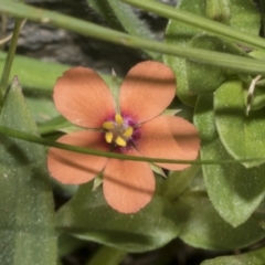 Lysimachia arvensis (Scarlet Pimpernel) at Ginninderry Conservation Corridor - 17 Sep 2023 by AlisonMilton