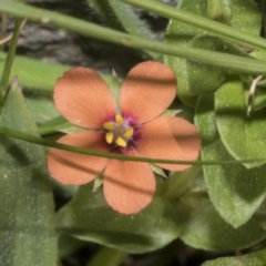 Lysimachia arvensis (Scarlet Pimpernel) at Strathnairn, ACT - 17 Sep 2023 by AlisonMilton