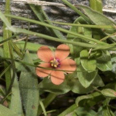 Lysimachia arvensis at Strathnairn, ACT - 17 Sep 2023