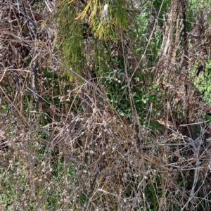 Galium aparine at Watson, ACT - 18 Sep 2023