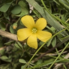 Oxalis sp. (Wood Sorrel) at Strathnairn, ACT - 17 Sep 2023 by AlisonMilton