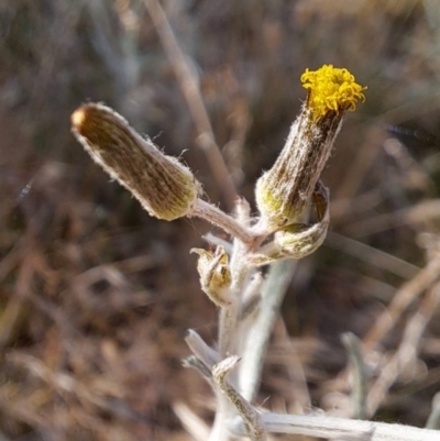 Senecio quadridentatus (Cotton Fireweed) at Watson, ACT - 18 Sep 2023 by abread111