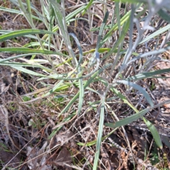 Senecio quadridentatus at Watson, ACT - 18 Sep 2023