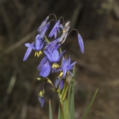 Stypandra glauca (Nodding Blue Lily) at Ginninderry Conservation Corridor - 17 Sep 2023 by AlisonMilton