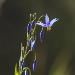 Stypandra glauca at Strathnairn, ACT - 17 Sep 2023