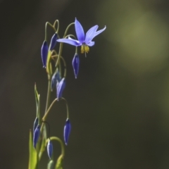 Stypandra glauca at Strathnairn, ACT - 17 Sep 2023