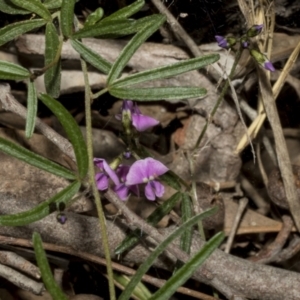 Glycine clandestina at Strathnairn, ACT - 17 Sep 2023