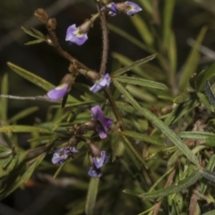 Glycine clandestina at Strathnairn, ACT - 17 Sep 2023