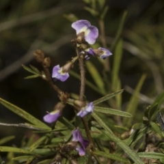 Glycine clandestina at Strathnairn, ACT - 17 Sep 2023