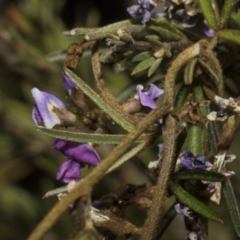 Glycine clandestina at Strathnairn, ACT - 17 Sep 2023