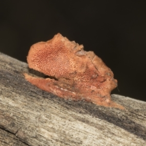 zz Polypore (shelf/hoof-like) at Ginninderry Conservation Corridor - 17 Sep 2023