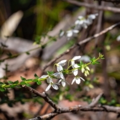 Tetratheca thymifolia (Black-eyed Susan) at Penrose, NSW - 17 Sep 2023 by Aussiegall