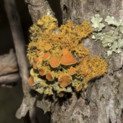 Teloschistes sp. (genus) (A lichen) at Strathnairn, ACT - 17 Sep 2023 by AlisonMilton