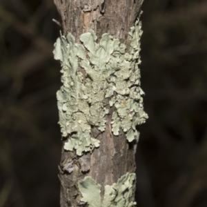 Flavoparmelia sp. at Strathnairn, ACT - 17 Sep 2023