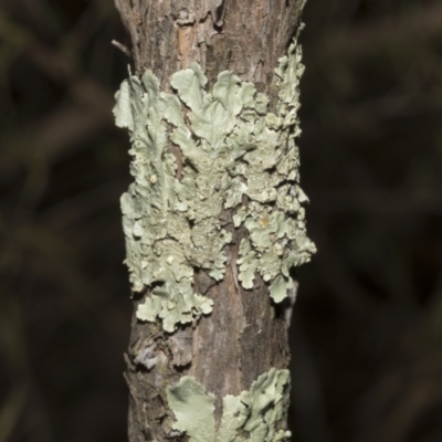 Flavoparmelia sp. (Flavoparmelia Lichen) at Ginninderry Conservation Corridor - 17 Sep 2023 by AlisonMilton