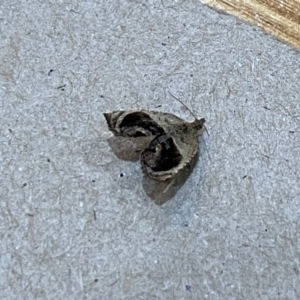 Acroceuthes metaxanthana at Lyneham, ACT - suppressed