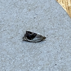 Acroceuthes metaxanthana at Lyneham, ACT - suppressed