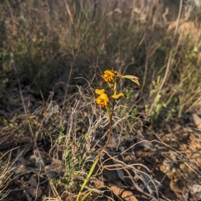 Diuris pardina (Leopard Doubletail) at Majura, ACT - 18 Sep 2023 by WalterEgo