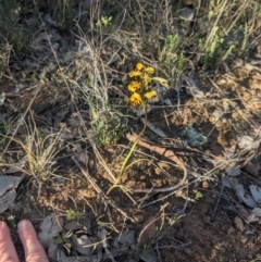 Diuris pardina at Majura, ACT - 19 Sep 2023