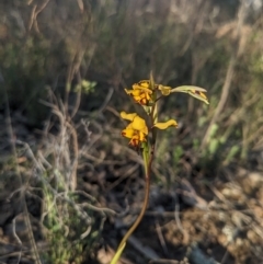 Diuris pardina at Majura, ACT - suppressed