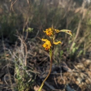 Diuris pardina at Majura, ACT - 19 Sep 2023