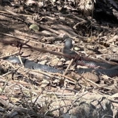 Pseudechis porphyriacus (Red-bellied Black Snake) at Kangaroo Valley, NSW - 18 Sep 2023 by lbradleyKV