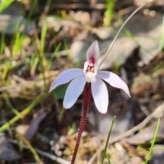 Caladenia fuscata (Dusky Fingers) at Isaacs Ridge - 18 Sep 2023 by Mike