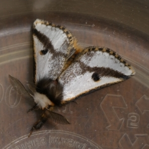 Epicoma melanospila at Charleys Forest, NSW - 18 Sep 2023