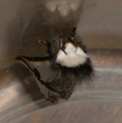 Epicoma melanospila at Charleys Forest, NSW - 18 Sep 2023