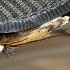 Epicoma melanospila at Charleys Forest, NSW - 18 Sep 2023