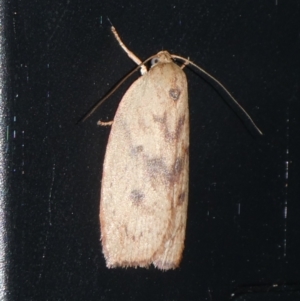 Heliocausta undescribed species at suppressed - 18 Sep 2023